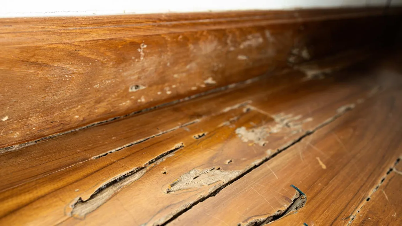 Madera estructural dañada por termitas con galerías internas y tubos de lodo visibles sobre la superficie, el tipo de hallazgo que detiene una instalación de piso hasta la intervención de un especialista.